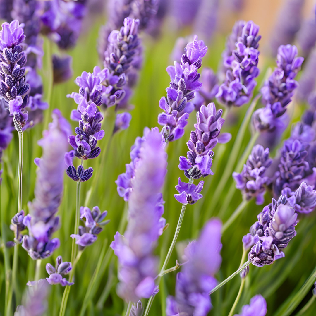 Close-up of blooming lavender flowers with slender purple spikes and green stems, representing the botanical origin of lavender essential oil.