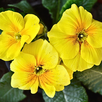 Evening Primrose Oil (Oenothera Biennis)