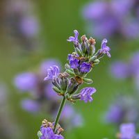 Lavender (Lavandula Angustifolia)