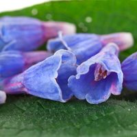 Allantoin