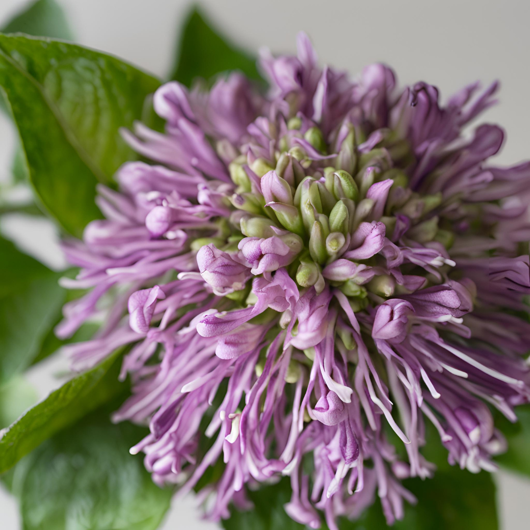 Close-up of a blooming purple bergamot flower with green leaves, representing the natural botanical origin of the essential oil.