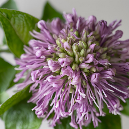 Close-up of a blooming purple bergamot flower with green leaves, representing the natural botanical origin of the essential oil.