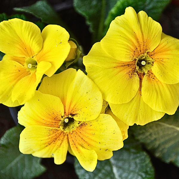 Evening Primrose Oil (Oenothera Biennis)