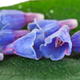 Allantoin